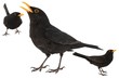 Collage of three Blackbird, Turdus merula, isolated on white background.
