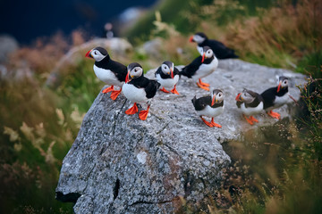 large group of atlantic puffin (fratercula arctica) on the island of runde in the norway. beautiful 