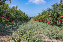 Rows Of Pomegranate Trees With Ripe Fruits On The Branches In A Field