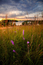 Purple Wildflowers Flowers In Sunset Over The Lake