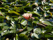 fiore di loto bianco fiorito e galleggiante tra il suo fogliame nello stagno