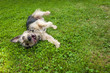 Happy mongrel dog lies on green grass in summer. Shelter for dogs. Copy space
