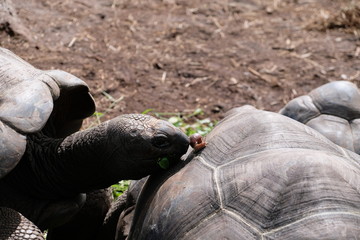 Giant turtles with a snail