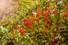 Ripe Red Berries Of Barberry On A Branch In A Garden Or Park, Goji Berries