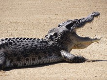 Crocodile With Open Mouth