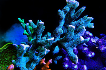 Wall Mural - Montipora SPS coral in coral reef aquarium tank