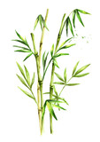 Fototapeta Sypialnia - Green bamboo stems and leaves. Watercolor hand drawn illustration, isolated on white background