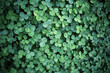 Leaf clover backgrounds ,walpapper, a clover leaf with four leaflets, rather than the typical three, thought to bring good luck