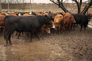 Poster - Round up of cattle for inspection