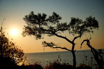 Sunrise above sea and pine tree with blue sea background Turkey