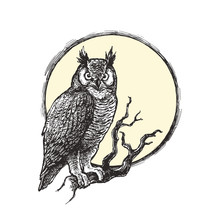 Vector Vintage Gothic Illustration With Owl Sitting On Dry Branch. Bird On Tree And Full Moon Isolated On White Background. Halloween Symbol In Engraving Style