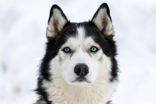Husky Dog Portrait, Winter Snowy Background. Funny Pet On Walking Before Sled Dog Training.