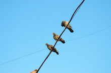 Several Pigeons Sit On A Wire Against A Clear Clear Sky