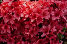 Closeup Of Red Flowers