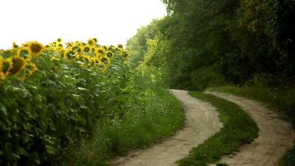 Wall Mural - Sunflowers