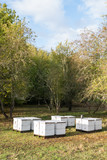 Fototapeta Sawanna - vertical shot of white beehives in a woodsy field