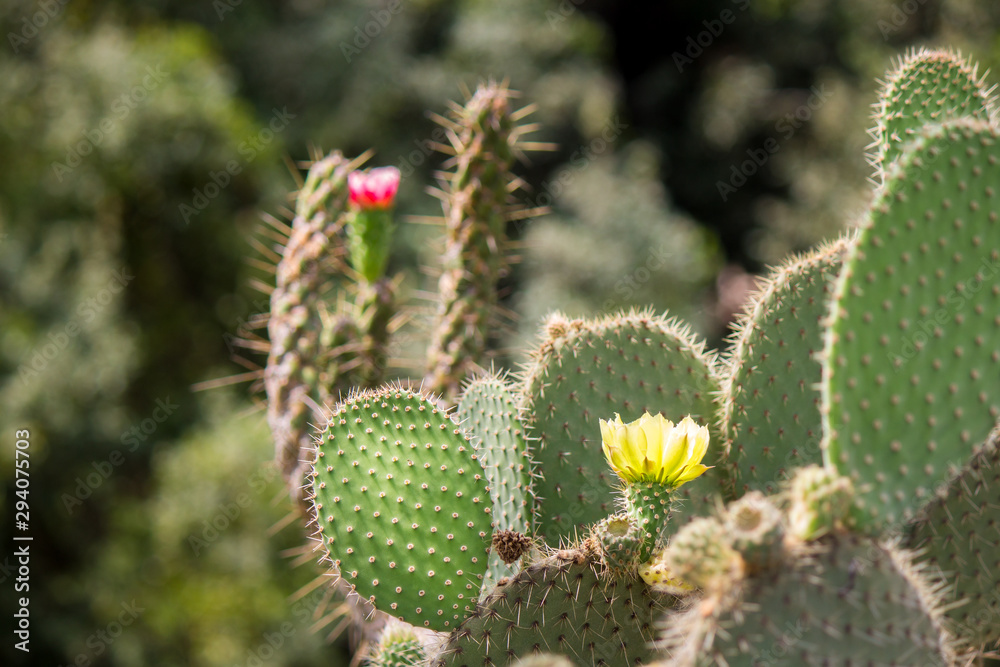 Blooming cactus in the Spanish countryside - the fruits of this species,  known as Indian or Christian Figs are regularly eaten Stock-foto | Adobe  Stock