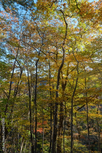 妙義山の森の紅葉 Buy This Stock Photo And Explore Similar Images At Adobe Stock Adobe Stock