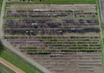 Orchard Plot Blooming