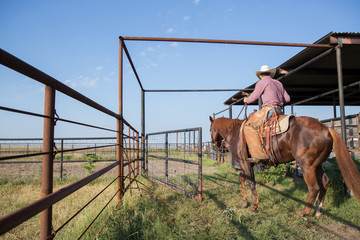 Wall Mural - horse on the farm