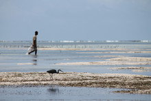 A Fisherman And A Black Heron Walking Alongside In The Zanzibar Lagoon