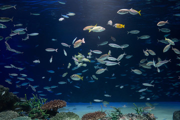 Canvas Print - 水族館の大きな水槽