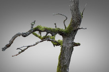 Bare Old Dry Tree On Light Grey Background
