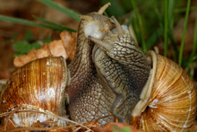 Roman Snail (Helix Pomatia) Mating