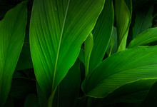 Large Foliage Of Tropical Leaf With Dark Green Texture, Abstract Nature Background.
