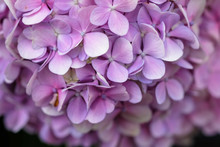 Hydrangea Flower With Soft Selective Focus And Soft Background. Royalty High-quality Stock Photo Image Macro Photography Of Hydrangea Flower Isolated On Nature Background. 
