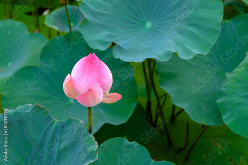 Pink lotus flower with soft selective focus and leaf blur background Poster Mural XXL