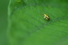 Golden Tortoise Beetle On Green Leaf