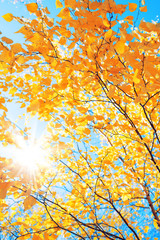 Wall Mural - Branches of  birch with yellow leaves in autumn park. Autumn background with yellow foliage of birch tree.