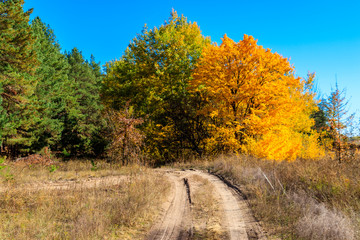 Sticker - Dirt road in forest at autumn