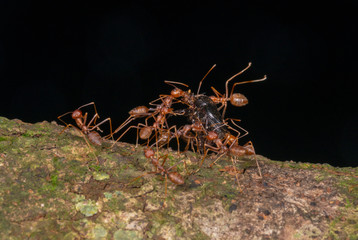 Red Ants carrying kill on a tree bark seen at Garo Hills,Meghalaya,India