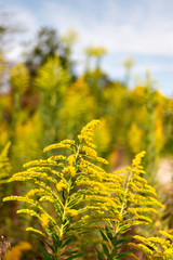 Canvas Print - Full blooming of goldenrod in Japan