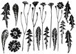 set of ink prints of dandelion leaves and flowers