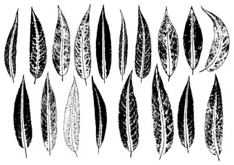 Wall Mural - ink prints of natural willow leaves