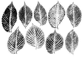 Wall Mural - set of ink prints of natural elm leaves