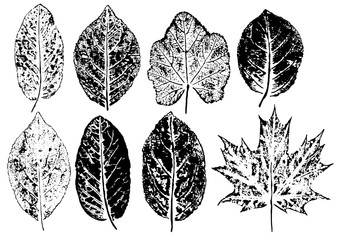 Wall Mural - ink prints of natural leaves