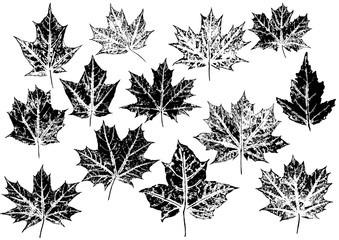 ink prints of maple leaves