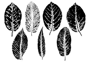 Wall Mural - ink prints of natural leaves