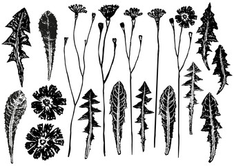 Wall Mural - set of ink prints of dandelion leaves and flowers