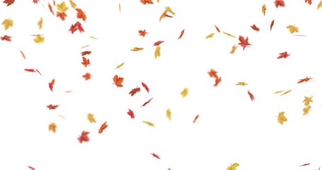 red, orange, yellow maple leaves falling down.