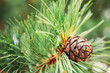 Green coniferous cedar ripe pine cones on tree branch forest sunlight