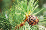 Fototapeta  - Green coniferous cedar ripe pine cones on tree branch forest sunlight