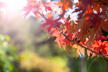 Multi-colored maple leaves.