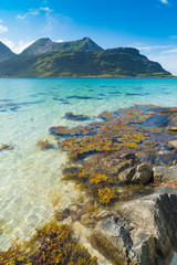 Wall Mural - beautiful sand beach on the lofoten islands in Norway