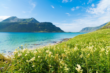 Wall Mural - beautiful sand beach on the lofoten islands in Norway