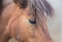 Cute Brown Pony Horse Close Up Head And Eye Portrait